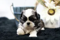 Benji, a male Shih Tzu for sale in Ash Grove, MO – 3 of 10