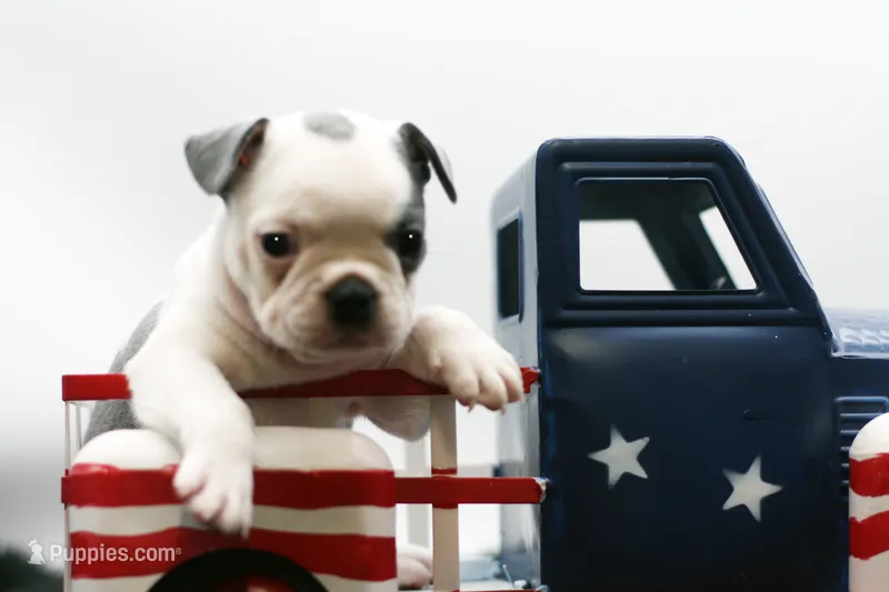 Rascal – Frenchton puppy for sale in Ash Grove, MO