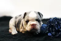 Mercury, a male French Bulldog for sale in Ash Grove, MO – 4 of 10