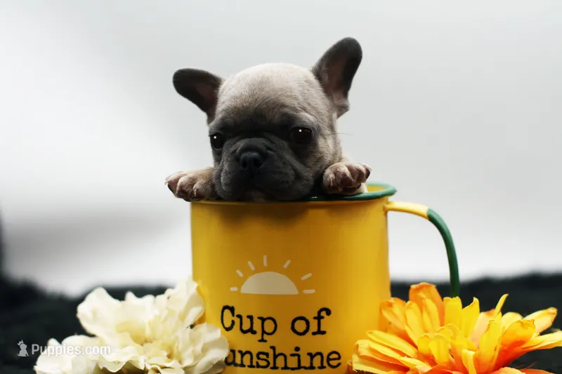 Titus – French Bulldog puppy for sale in Ash Grove, MO