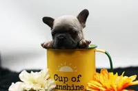 Titus, a male French Bulldog for sale in Ash Grove, MO – 1 of 10