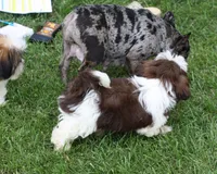 Bobbie, a male Shih Tzu for sale in Ash Grove, MO – 5 of 9