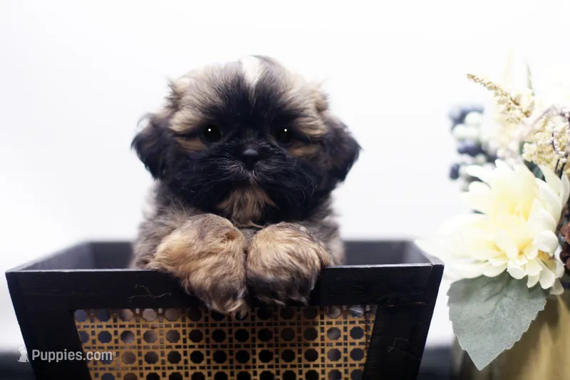 Duke – Shih Tzu puppy for sale in Ash Grove, MO
