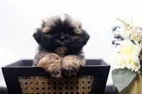 Duke, a male Shih Tzu for sale in Ash Grove, MO – 1 of 10