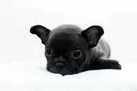 Rocco, a male Frenchton for sale in Ash Grove, MO – 8 of 10