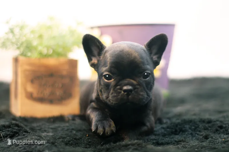 Duchess – French Bulldog puppy for sale in Ash Grove, MO
