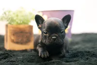 Duchess, a female French Bulldog for sale in Ash Grove, MO – 1 of 10