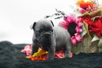 Elvis, a male Frenchton for sale in Ash Grove, MO – 1 of 10