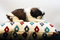 Duke, a male Shih Tzu for sale in Ash Grove, MO – 10 of 10