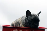 Poochie, a male Frenchton for sale in Ash Grove, MO – 4 of 10