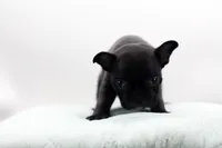 Rocco, a male Frenchton for sale in Ash Grove, MO – 7 of 10