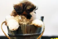Bo, a male Shih Tzu for sale in Ash Grove, MO – 5 of 10
