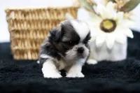 Bear, a male Shih Tzu for sale in Ash Grove, MO – 4 of 10