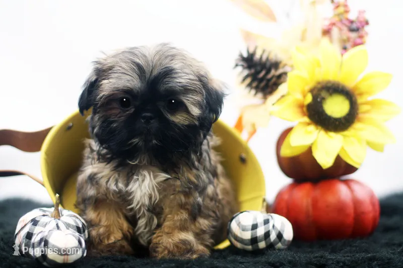 Diesel – Shih Tzu puppy for sale in Ash Grove, MO