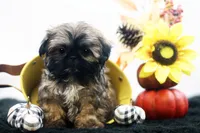 Diesel, a male Shih Tzu for sale in Ash Grove, MO – 1 of 10