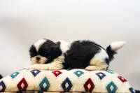 Duke, a male Shih Tzu for sale in Ash Grove, MO – 9 of 10