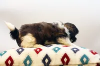 Dudley, a male Shih Tzu for sale in Ash Grove, MO – 9 of 10