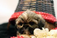 Riley, a female Shih Tzu for sale in Ash Grove, MO – 5 of 10