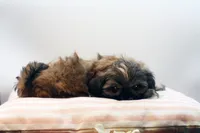 Riley, a female Shih Tzu for sale in Ash Grove, MO – 10 of 10