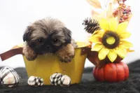 Diesel, a male Shih Tzu for sale in Ash Grove, MO – 9 of 10