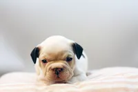 Mars, a female French Bulldog for sale in Ash Grove, MO – 10 of 10