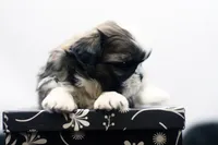 Benji, a male Shih Tzu for sale in Ash Grove, MO – 8 of 10