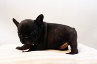 Delilah, a female French Bulldog for sale in Ash Grove, MO – 7 of 10