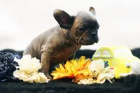 Cisco, a male French Bulldog for sale in Ash Grove, MO – 3 of 10