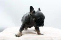 Teddy, a female French Bulldog for sale in Ash Grove, MO – 9 of 10