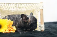 Pluto, a male French Bulldog for sale in Ash Grove, MO – 3 of 10