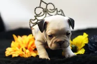 Mars, a female French Bulldog for sale in Ash Grove, MO – 2 of 10