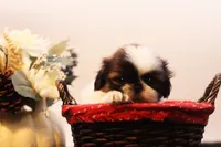 Duffy, a male Shih Tzu for sale in Ash Grove, MO – 2 of 10