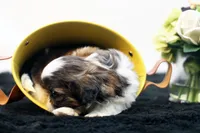 Dudley, a male Shih Tzu for sale in Ash Grove, MO – 5 of 10