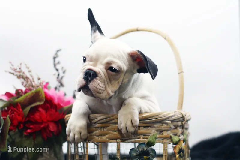 Mars – French Bulldog puppy for sale in Ash Grove, MO