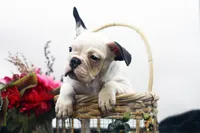 Mars, a female French Bulldog for sale in Ash Grove, MO – 1 of 10