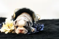 Mercury, a male French Bulldog for sale in Ash Grove, MO – 3 of 10