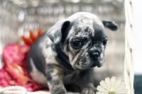 Trixi, a female French Bulldog for sale in Ash Grove, MO – 6 of 10