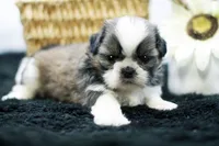 Bear, a male Shih Tzu for sale in Ash Grove, MO – 3 of 10