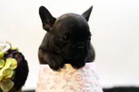 Delilah, a female French Bulldog for sale in Ash Grove, MO – 3 of 10