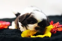 Bobbie, a male Shih Tzu for sale in Ash Grove, MO – 5 of 10
