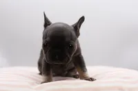 Teddy, a female French Bulldog for sale in Ash Grove, MO – 10 of 10