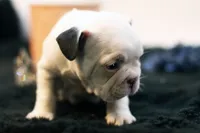 Mars, a female French Bulldog for sale in Ash Grove, MO – 5 of 10