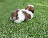 Doc, a male Shih Tzu for sale in Ash Grove, MO – 8 of 9