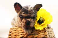 Dallas, a male French Bulldog for sale in Ash Grove, MO – 9 of 10
