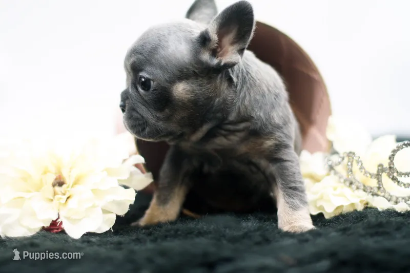 Teddy – French Bulldog puppy for sale in Ash Grove, MO