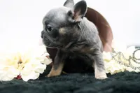 Teddy, a female French Bulldog for sale in Ash Grove, MO – 1 of 10