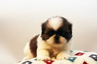 Doc, a male Shih Tzu for sale in Ash Grove, MO – 8 of 10