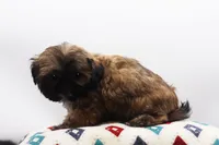 Diesel, a male Shih Tzu for sale in Ash Grove, MO – 5 of 10