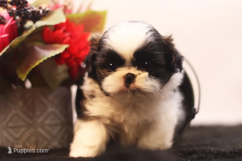 Demi – Shih Tzu puppy for sale in Ash Grove, MO