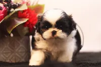 Demi, a female Shih Tzu for sale in Ash Grove, MO – 1 of 10